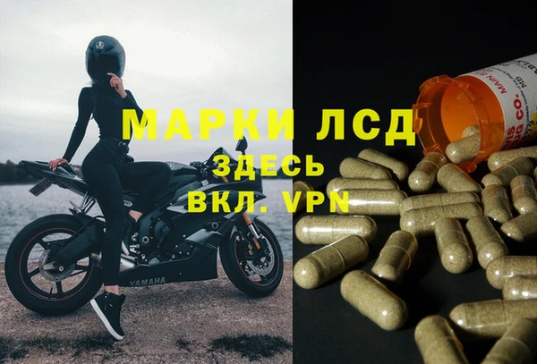 стаф Аркадак
